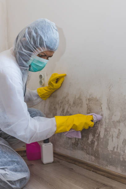 Best Black Mold Removal  in Saint John Fisher College, NY