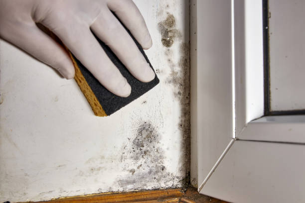 Professional Mold Removal in Saint John Fisher College, NY